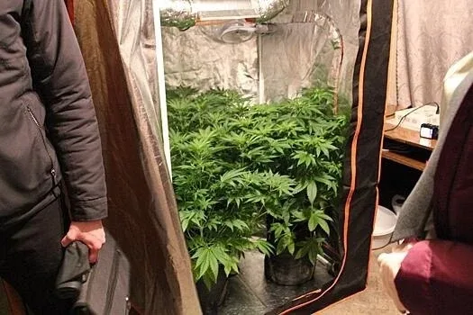 Прокопчанин установил в квартире палатку и выращивал в ней запрещёнку.  В Прокопьевске местный жител