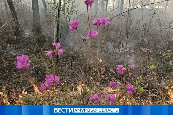 В области действует 20 природных пожаров — вблизи Магдагачи локализовали крупное возгорание  Крупный
