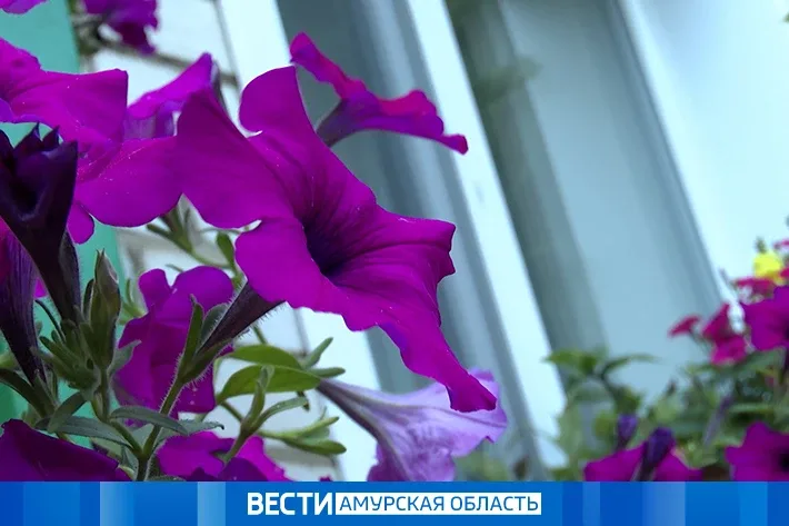 Город в цветах: в Благовещенске высадят петунии, бегонии и десятки других растений  Амурская столица