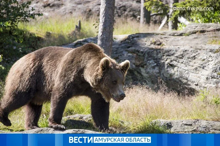 Голодные медведи вышли к людям на севере Приамурья  В поселке Ерофей Павлович хищника заметили на кл