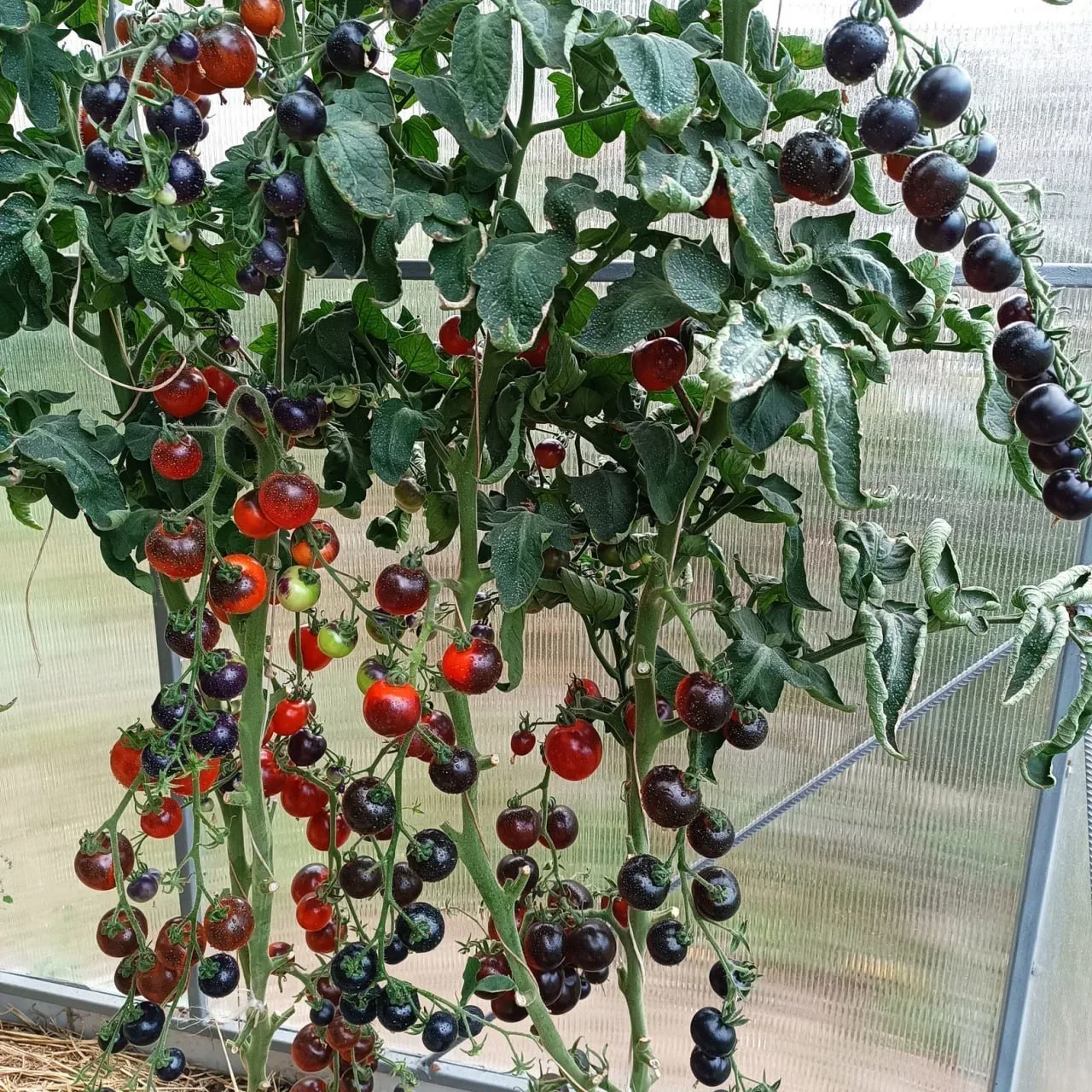 Томат Всем на зависть  🍅 Глубокий чёрный цвет! 🍅 Яркий фруктовый аромат 🍅 Ему не страшны фитофтора и