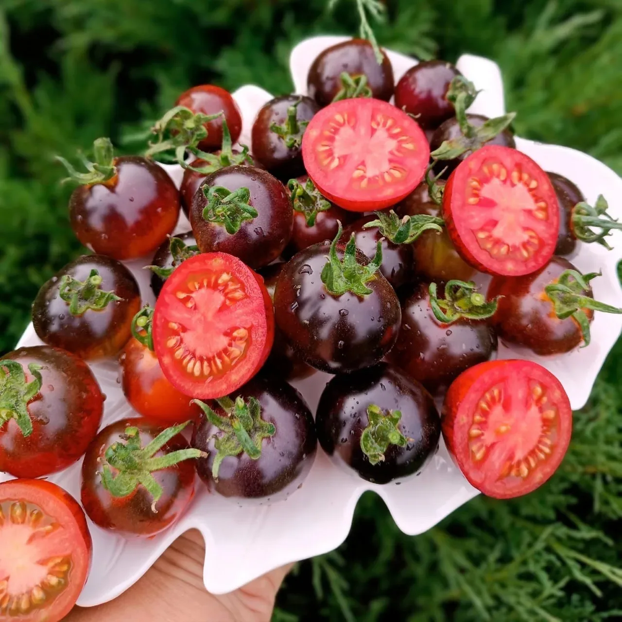 Томат Всем на зависть  🍅 Глубокий чёрный цвет! 🍅 Яркий фруктовый аромат 🍅 Ему не страшны фитофтора и