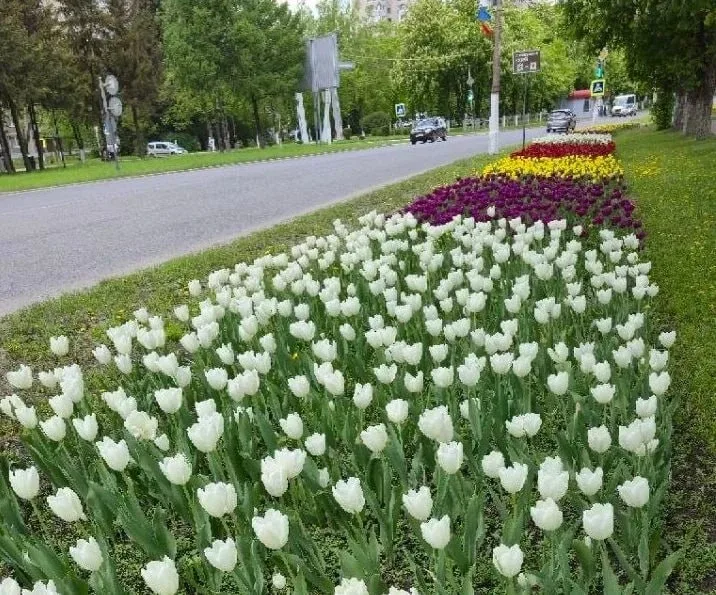 🌺 В Железногорске цветы для городских клумб планируют выращивать в школьных теплицах.  Об этом расск