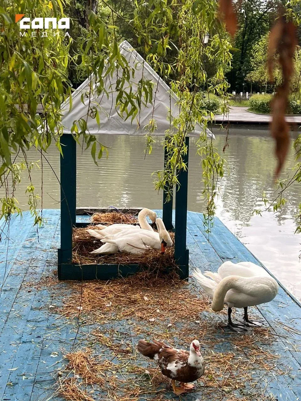 В Центральном парке Владикавказа на воду спустили плот для птиц  Его поставили возле берега, где леб