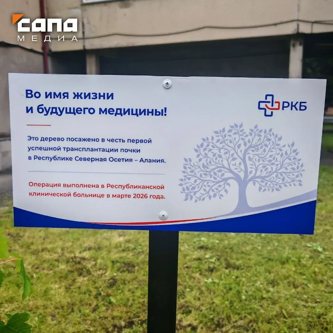 На территории РКБ высадили дерево в честь первой операции по пересадке почки   Клен на территории бо