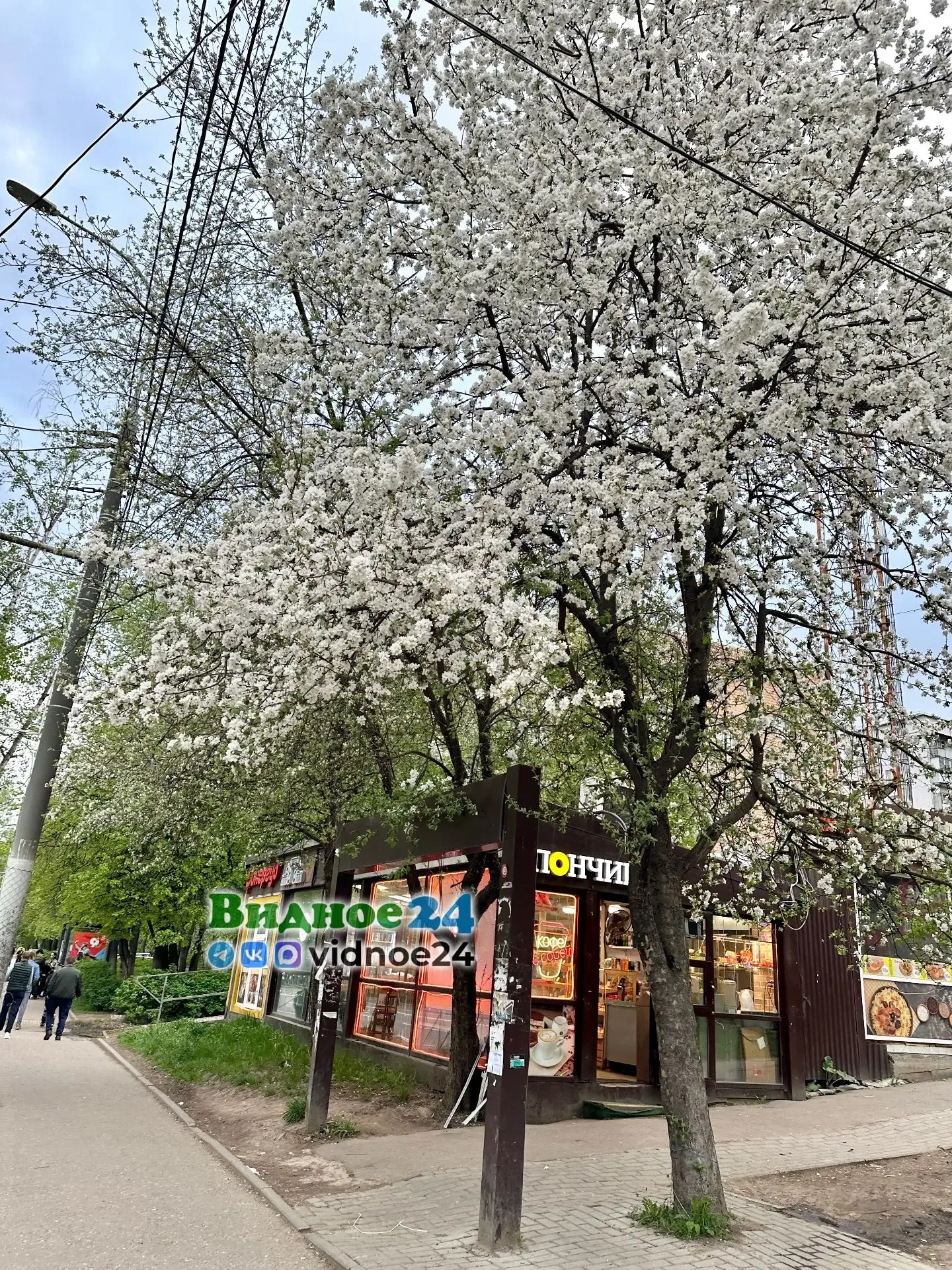 В Видном всё так же яблони цветут…  Подписывайтесь на Видное 24