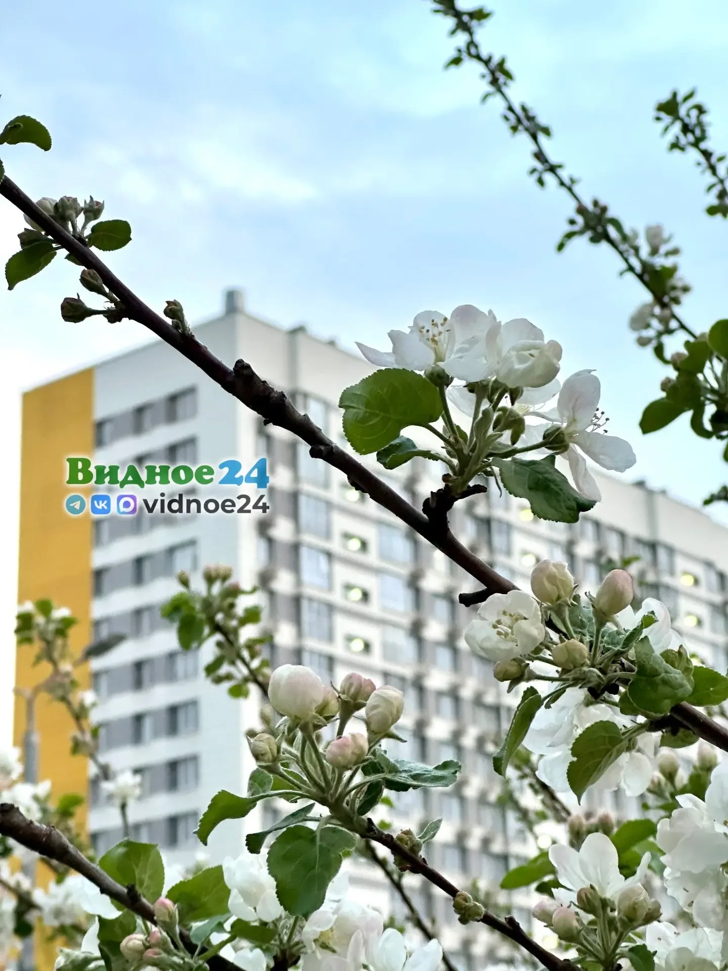В Видном всё так же яблони цветут…  Подписывайтесь на Видное 24
