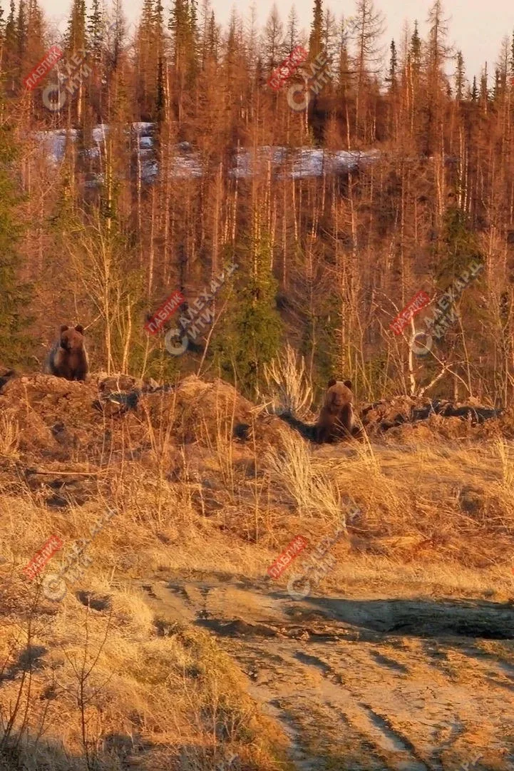 😱 В двух километрах от Аксарки замечены медведи  Местная жительница увидела хищников у поворота на п