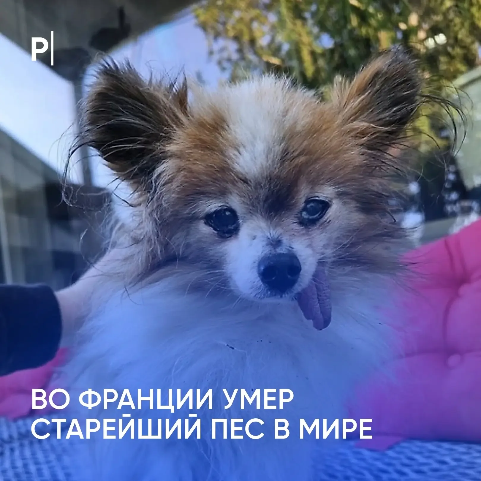 Во Франции умер папийон по кличке Лазар, которого называли претендентом на звание самой старой собак