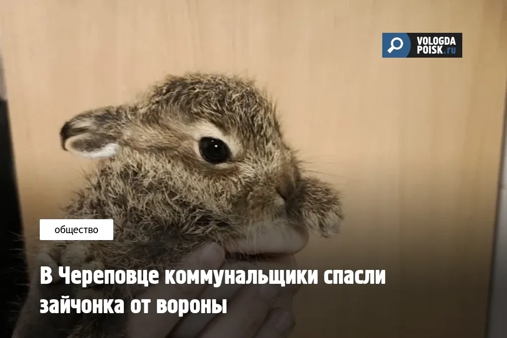 Инцидент произошел на прошлой неделе в 119 микрорайоне, недалеко от Южного шоссе в Череповце. Сотруд