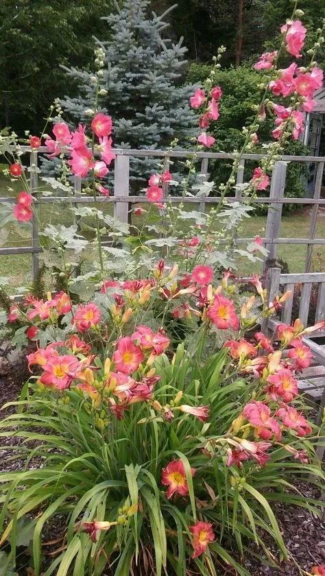 Сад лилейников для Вас ))🌺 Сад Лилейников — это идеальный баланс. С одной стороны — взрывная палитра