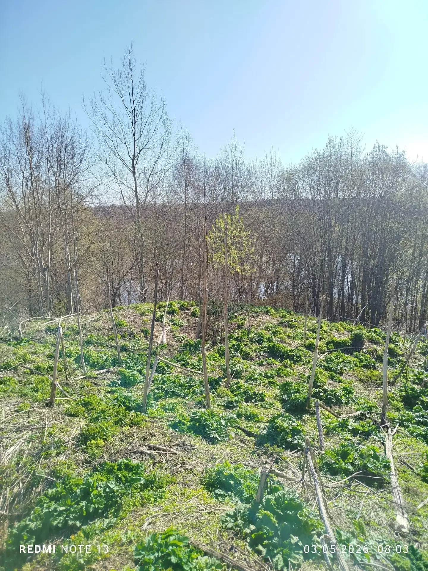Село Иваньково-Ленино Алатырского округа уже много лет страдает от нашествия борщевика Сосновского, 