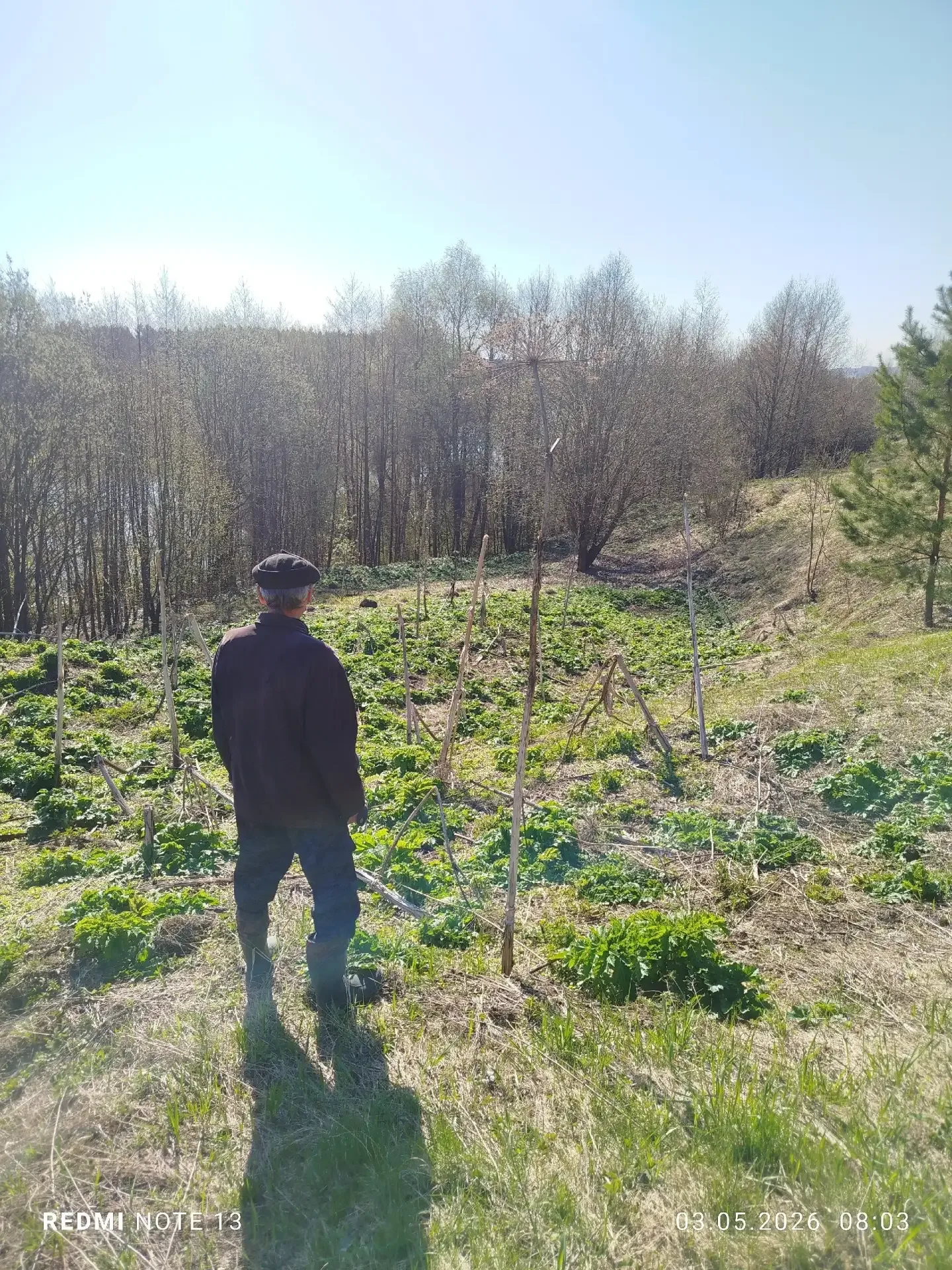 Село Иваньково-Ленино Алатырского округа уже много лет страдает от нашествия борщевика Сосновского, 