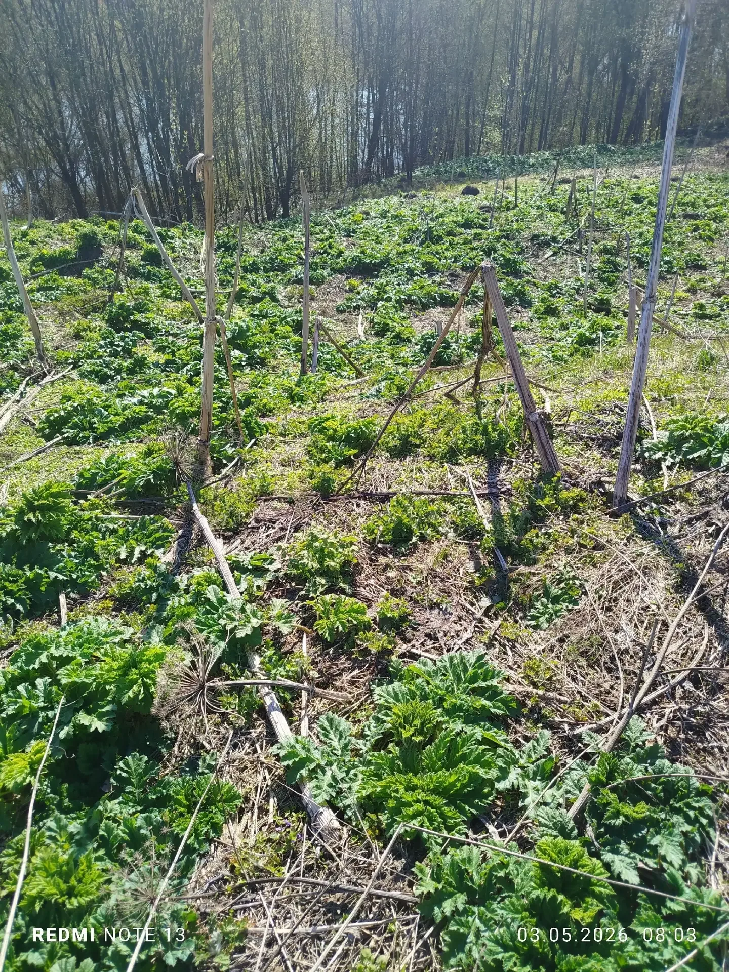 Село Иваньково-Ленино Алатырского округа уже много лет страдает от нашествия борщевика Сосновского, 
