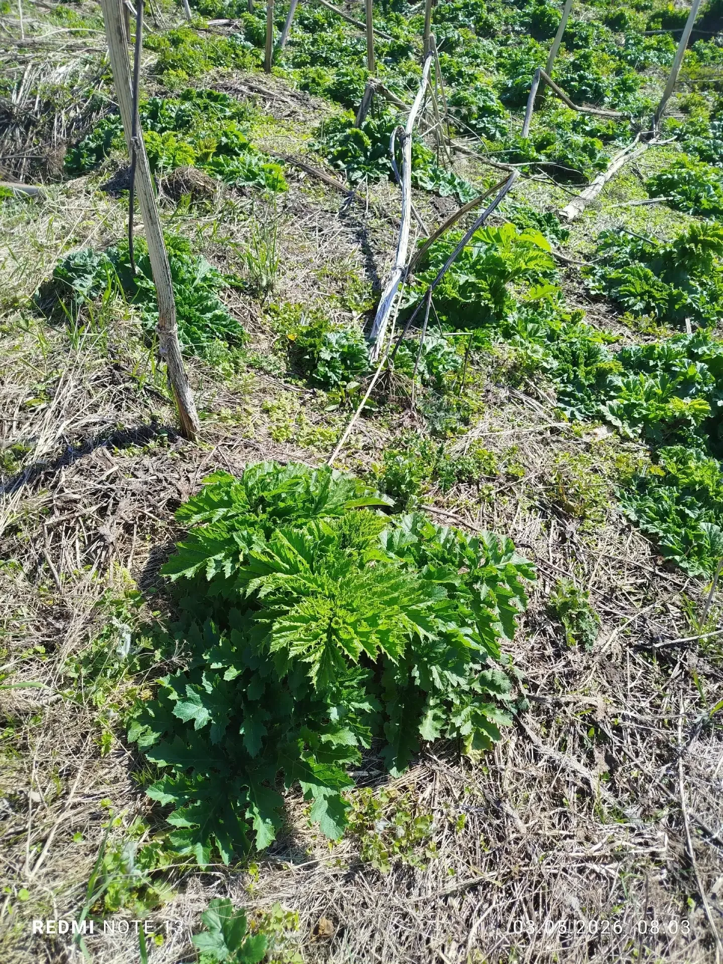 Село Иваньково-Ленино Алатырского округа уже много лет страдает от нашествия борщевика Сосновского, 