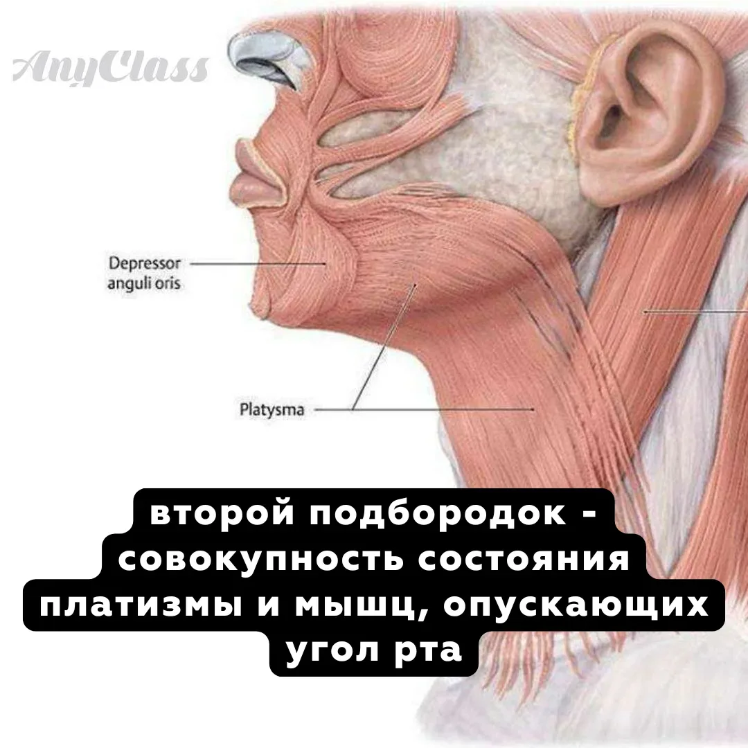 Друзья, второй подбородок появляется не от переедания… Облом, правда? Даже имея лишний вес можно име