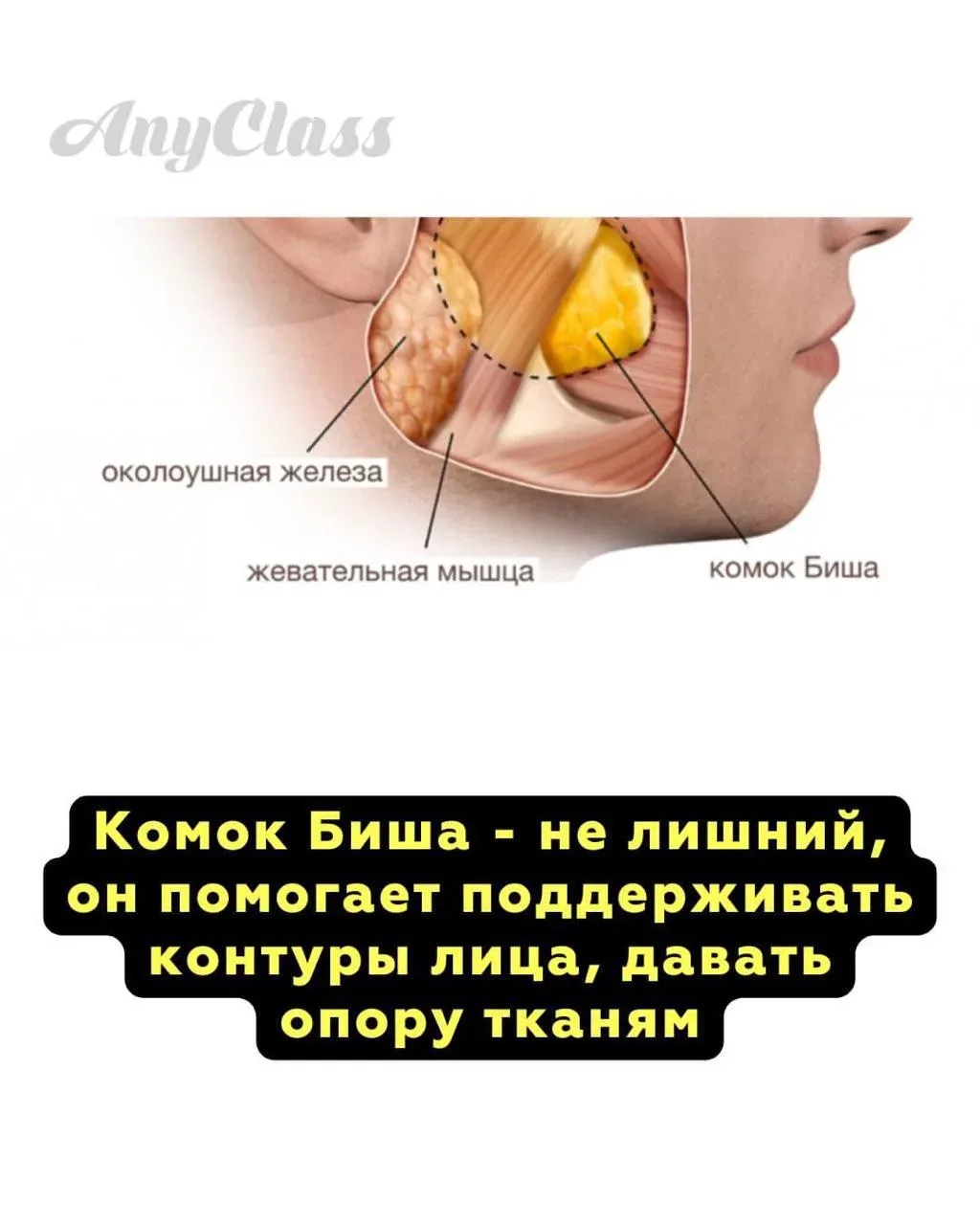 🧨 Удаление комков Биша: как вы РАЗРУШАЕТЕ свое лицо  Комки Биша - это не просто «лишний жир», которы