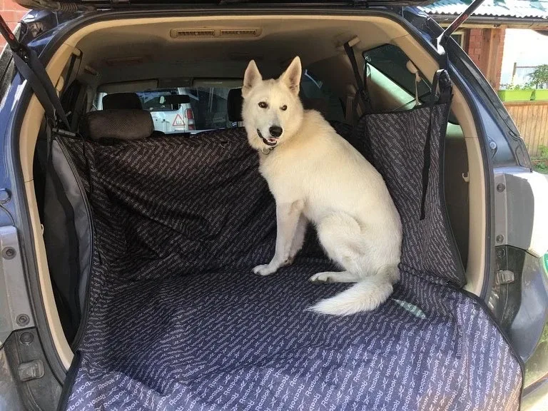 🐈 Пушистый DRIVE2  Точной статистики, которая бы показала зависимость нарушений ПДД от наличия домаш
