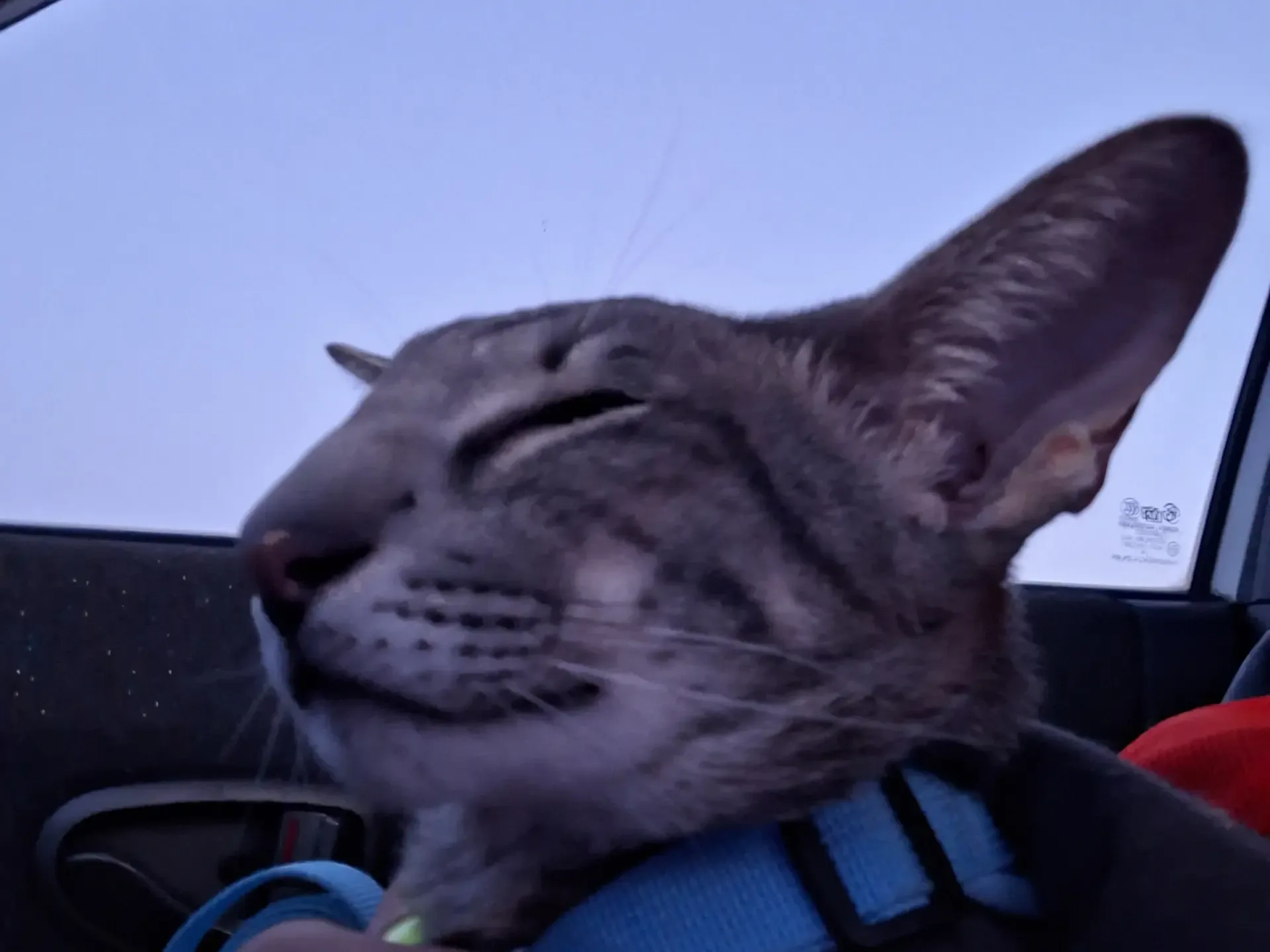 🐈 Пушистый DRIVE2  Точной статистики, которая бы показала зависимость нарушений ПДД от наличия домаш