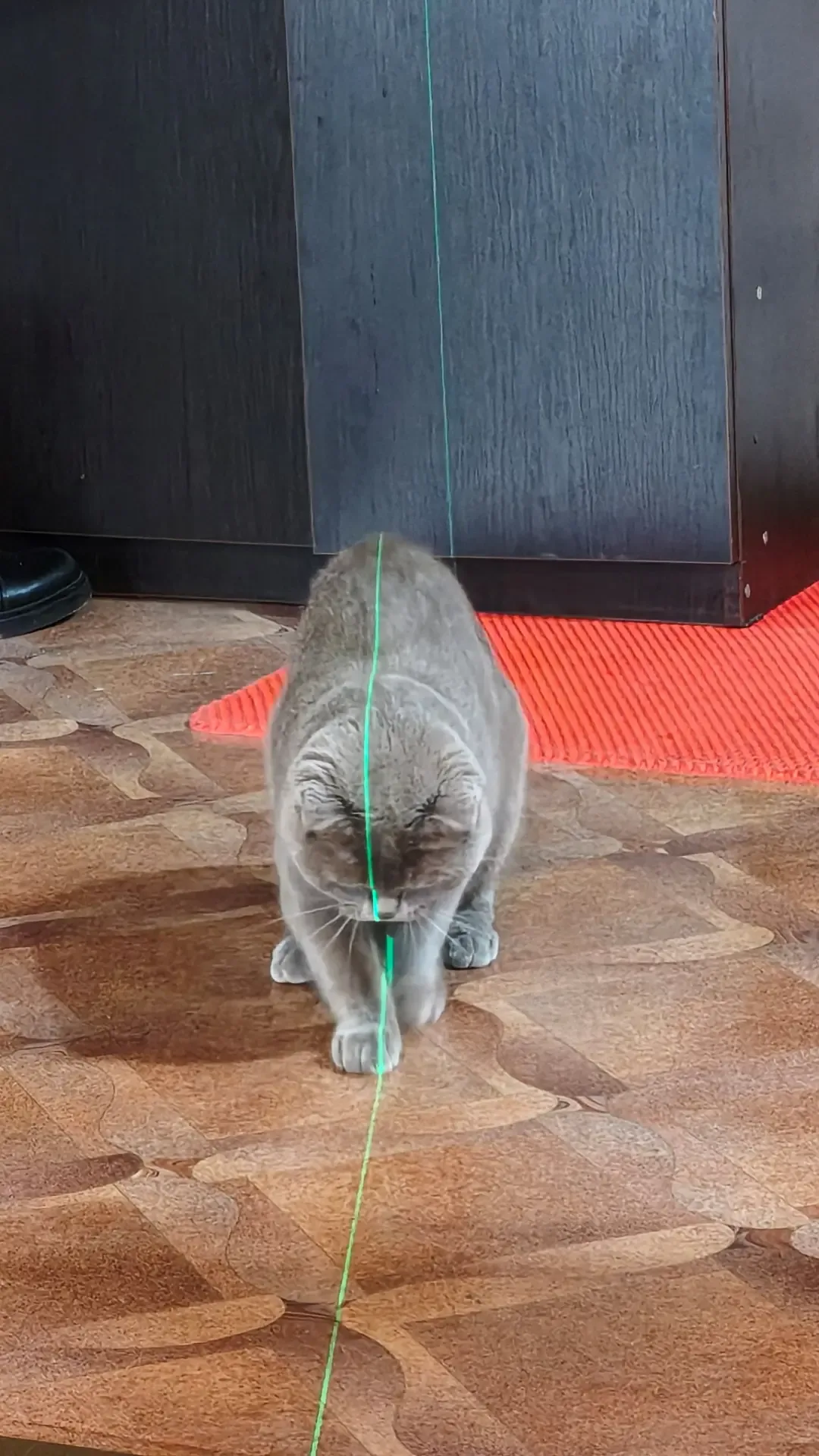 🐈 Пушистый DRIVE2  Точной статистики, которая бы показала зависимость нарушений ПДД от наличия домаш