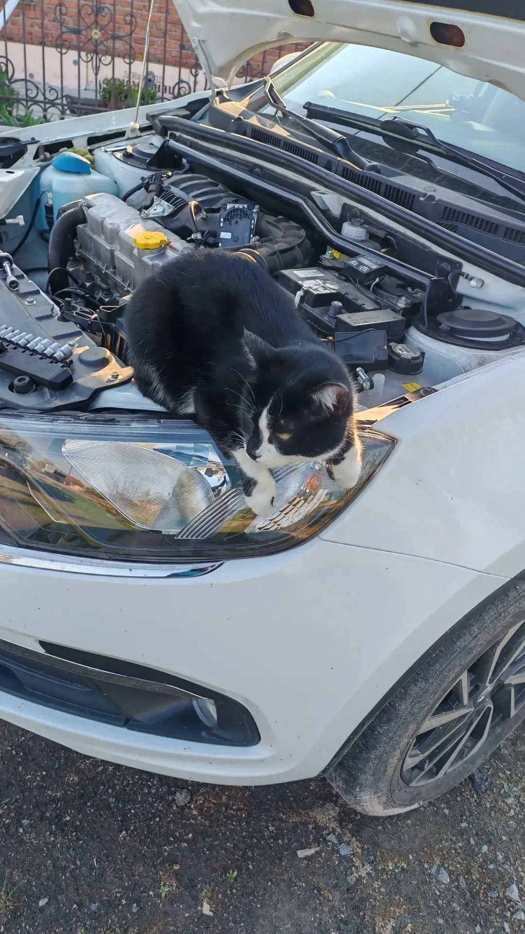 🐈 Пушистый DRIVE2  Точной статистики, которая бы показала зависимость нарушений ПДД от наличия домаш