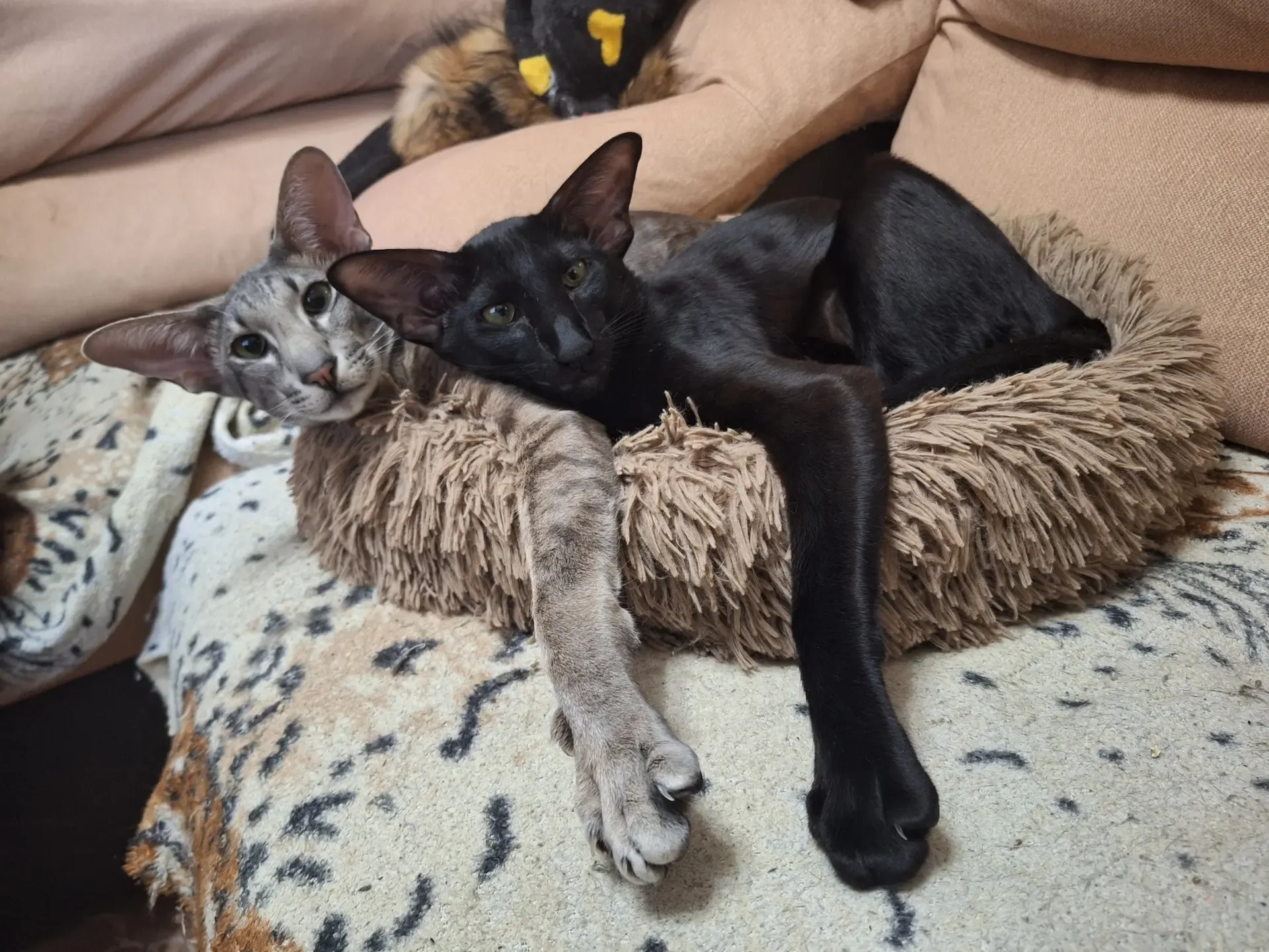 🐈 Пушистый DRIVE2  Точной статистики, которая бы показала зависимость нарушений ПДД от наличия домаш