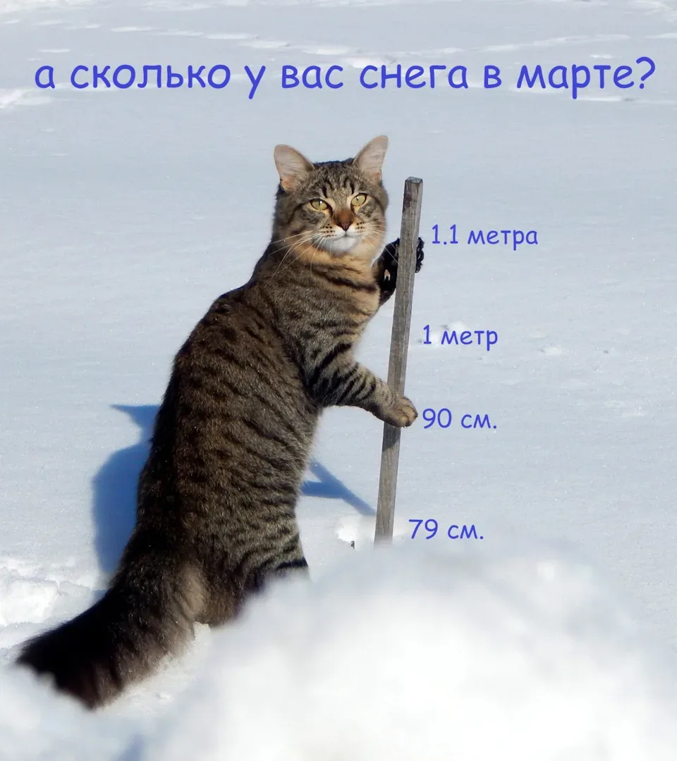 🐈 Пушистый DRIVE2  Точной статистики, которая бы показала зависимость нарушений ПДД от наличия домаш