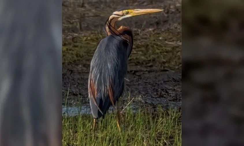 🐦 Редкую птицу со «змеиными» повадками сфотографировали в Приамурье  Амурский фотограф-натуралист Ма