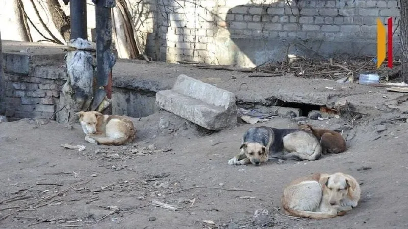    Управление ветеринарии подало в суд на владельца воронежского приюта для собак «Дора»  В иске ука