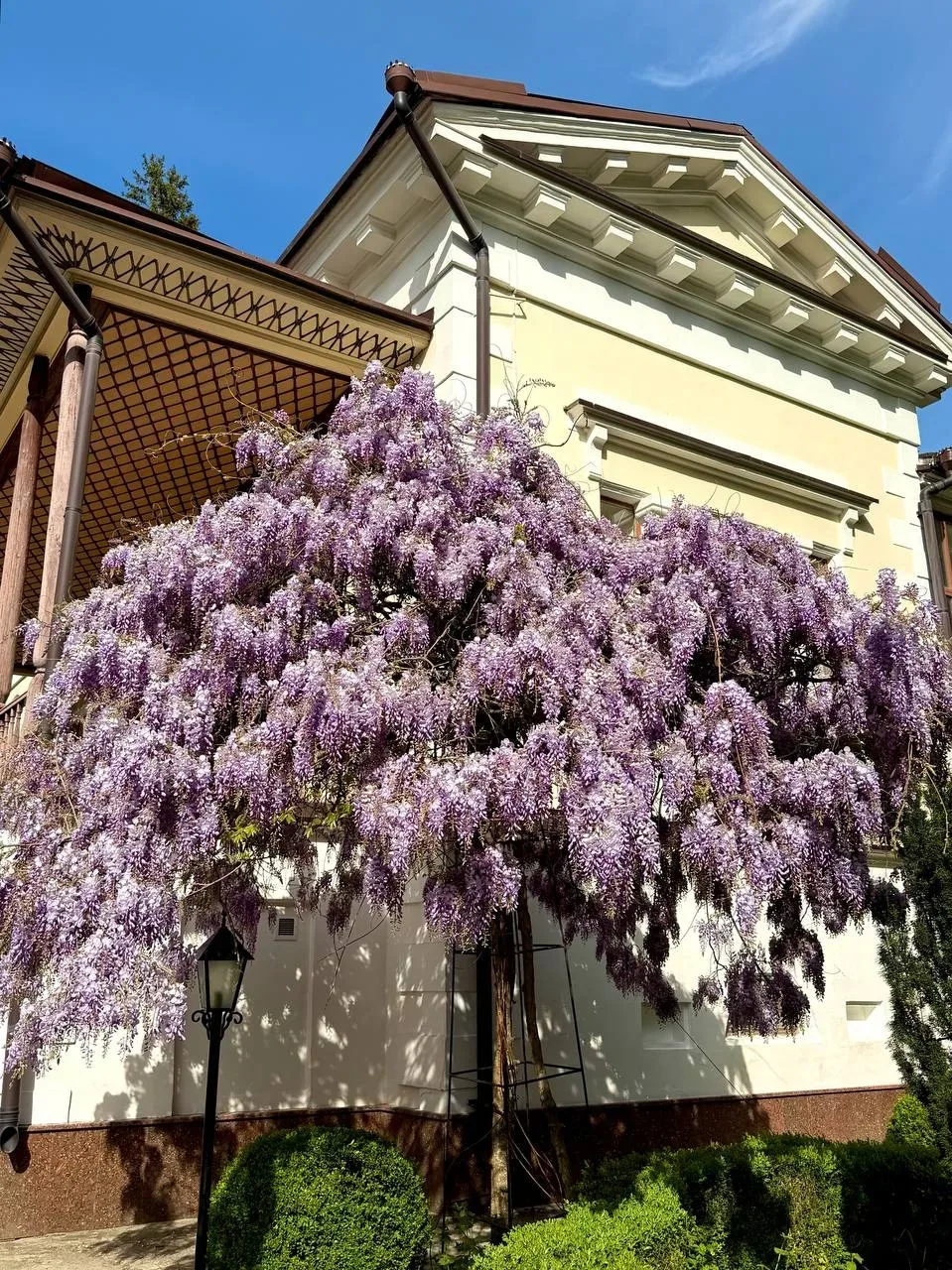 🌺 Настоящая цветущая весна пришла в Симферополь  В этом году весна в крымскую столицу пришла поздно.