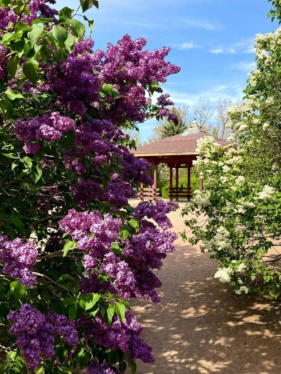 🌺 Настоящая цветущая весна пришла в Симферополь  В этом году весна в крымскую столицу пришла поздно.