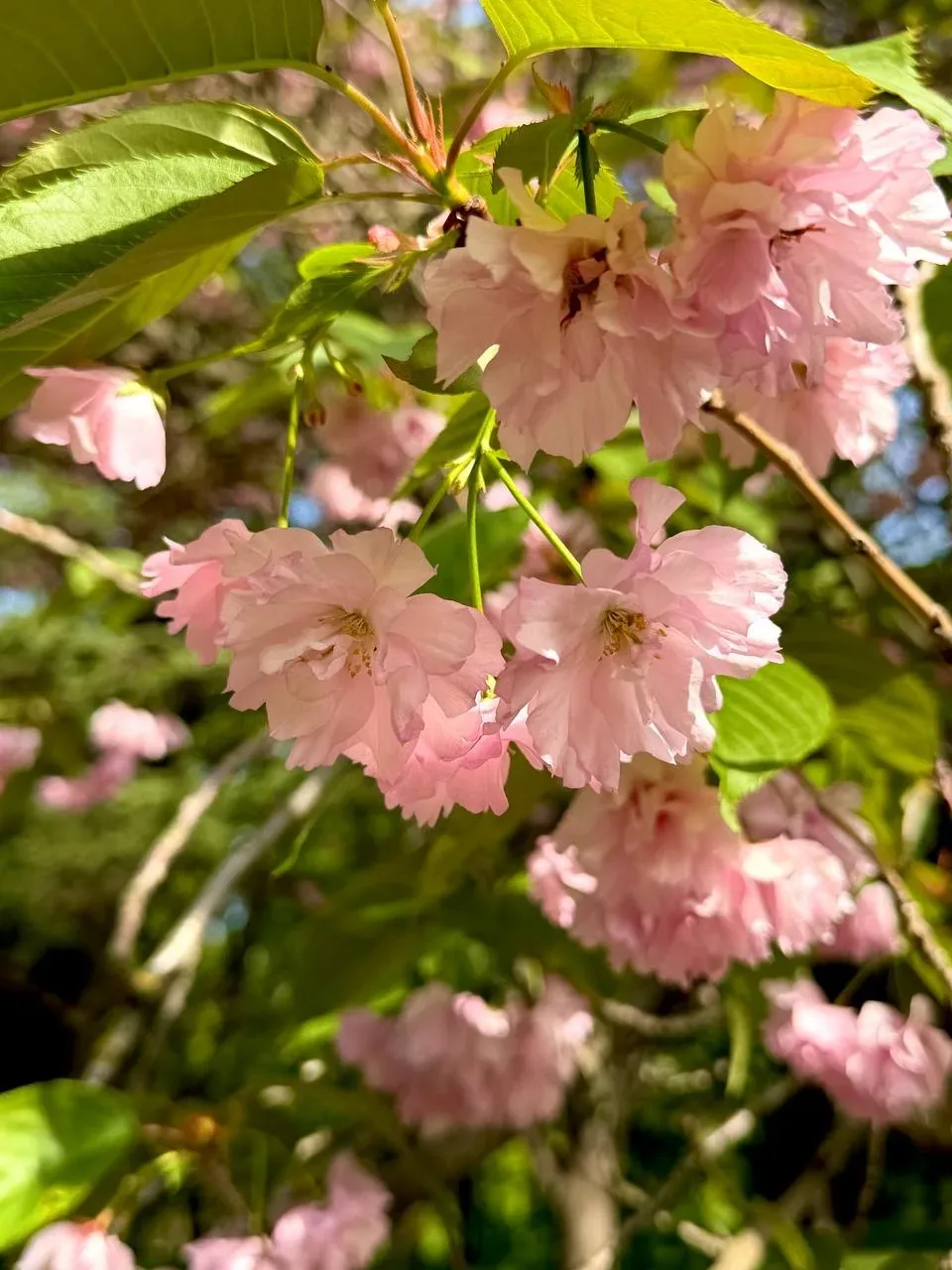 🌺 Настоящая цветущая весна пришла в Симферополь  В этом году весна в крымскую столицу пришла поздно.