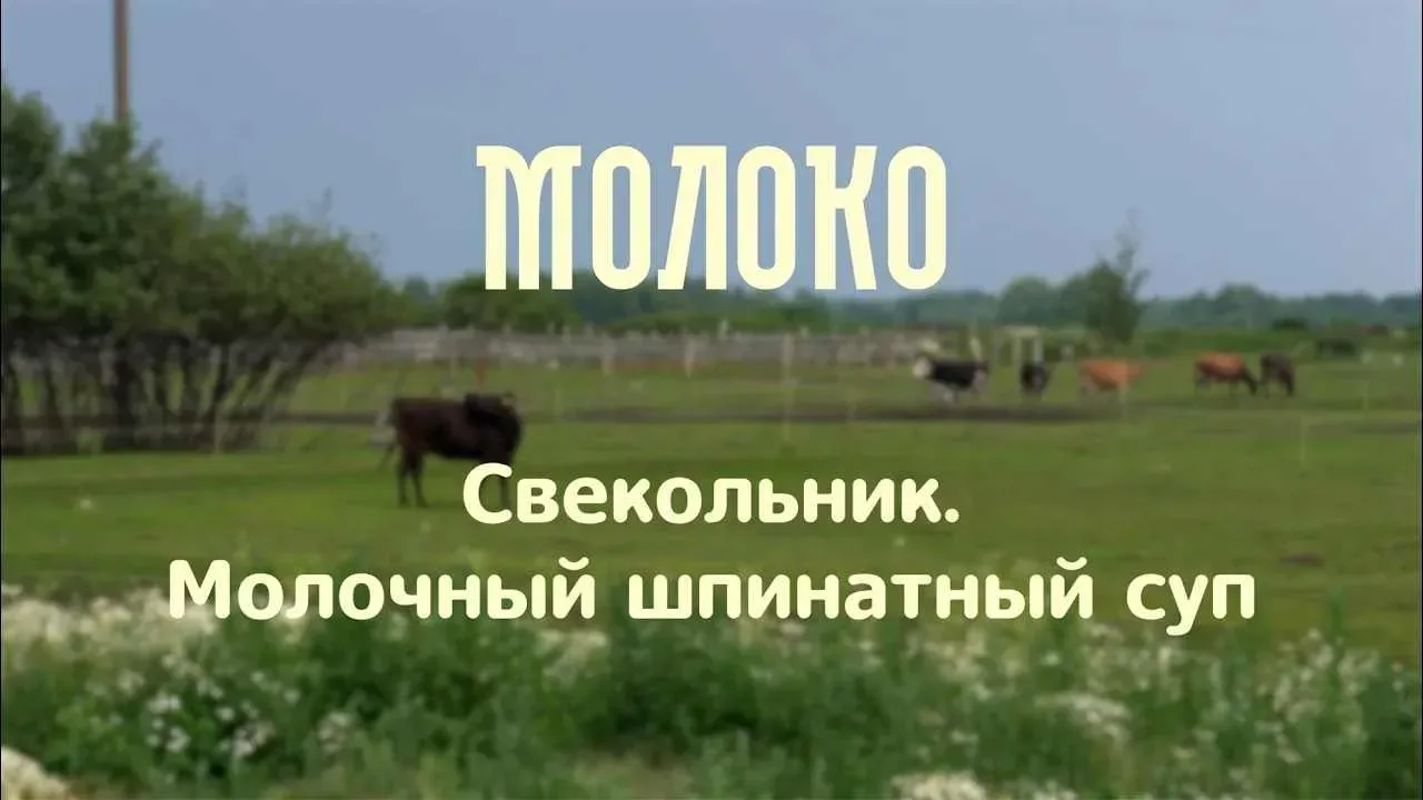Свекольник. Молочный шпинатный суп | проект «Молоко»  В этом выпуске поговорим о производственном ци