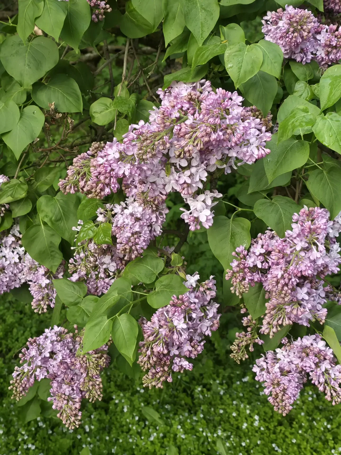 🌸 Редкие сорта сирени ждут вас в Сиреневом саду  Недавно доехала до Сиренего сада на Щёлковском шосс