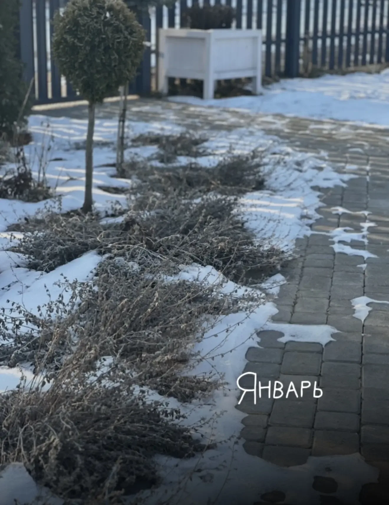 Если бы я начинала всё заново, то обязательно посадила бы котовник.  Для меня это одно из самых бесп
