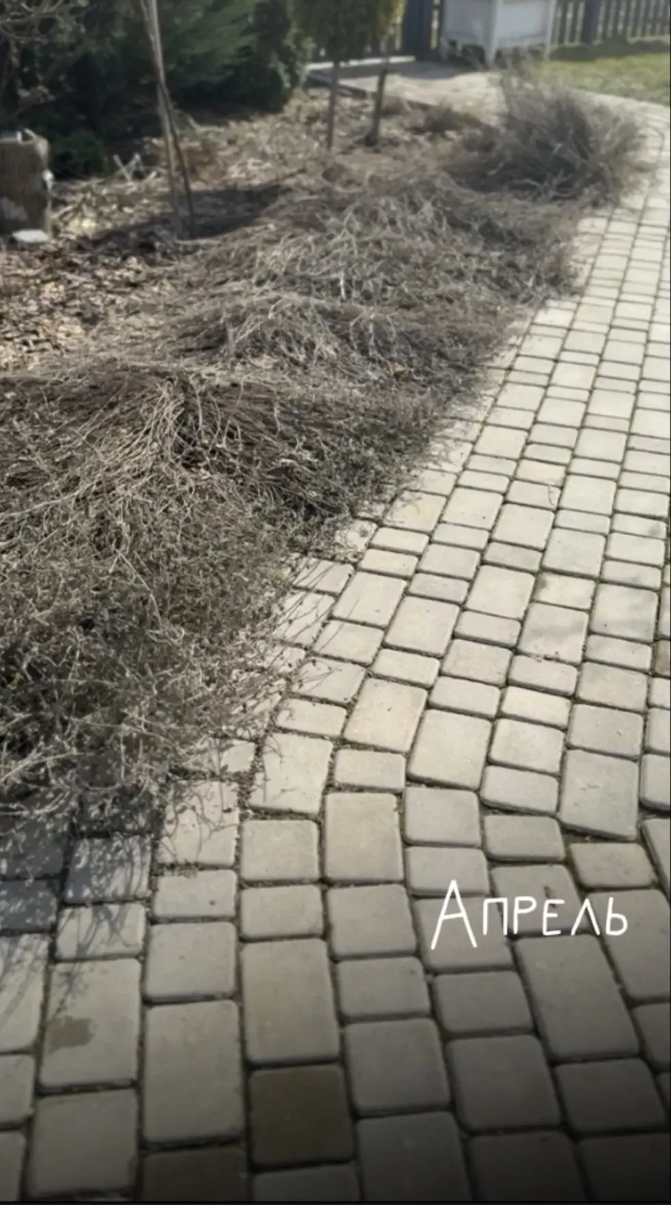 Если бы я начинала всё заново, то обязательно посадила бы котовник.  Для меня это одно из самых бесп