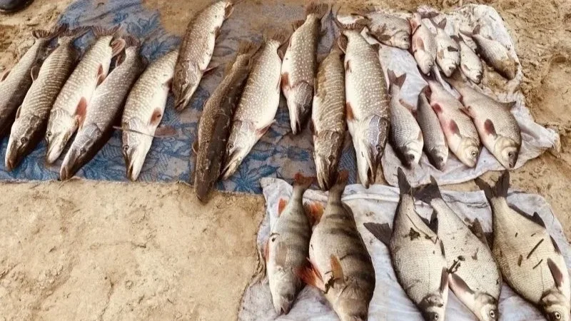 В Сургутском районе поймали браконьера, который рыбачил в запретной зоне нереста.  Сотрудники природ