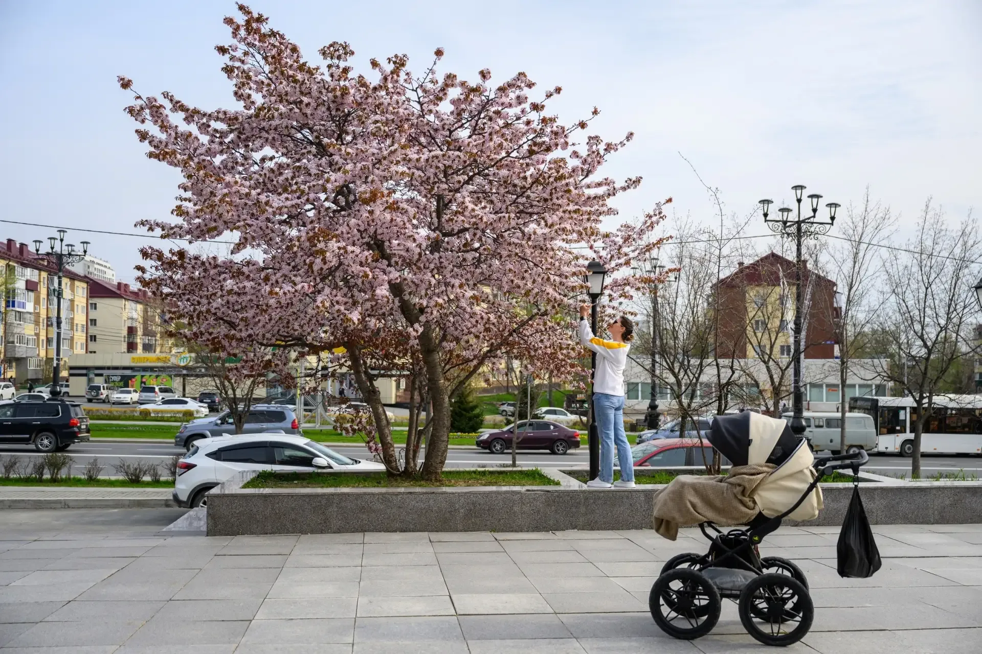 Цветение сакуры в Южно-Сахалинске (май 2025) Автор: 📸 Сергей Красноухов