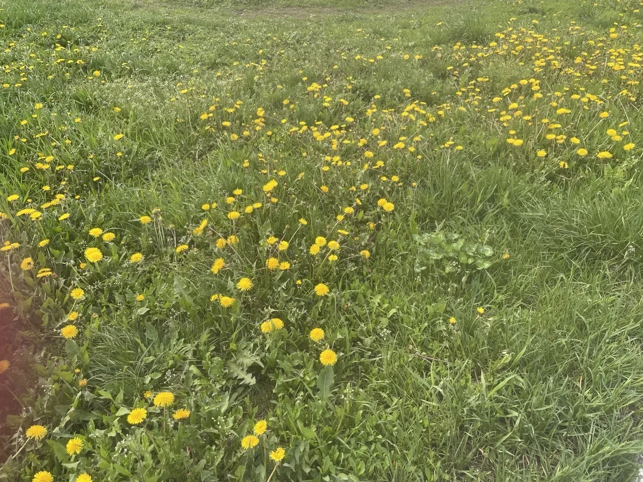 ⚡️В Домодедово вернулось метеорологическое лето, сообщают синоптики.  В ближайшие дни температура пр