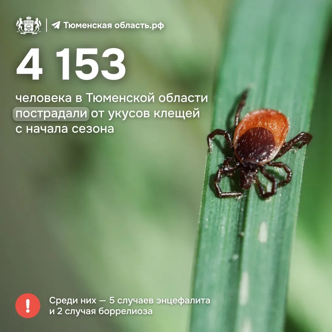 🪲 Клещи покусали 4 153 жителя Тюменской области   Среди них есть дети до 17 лет — 1 059 человек. Слу