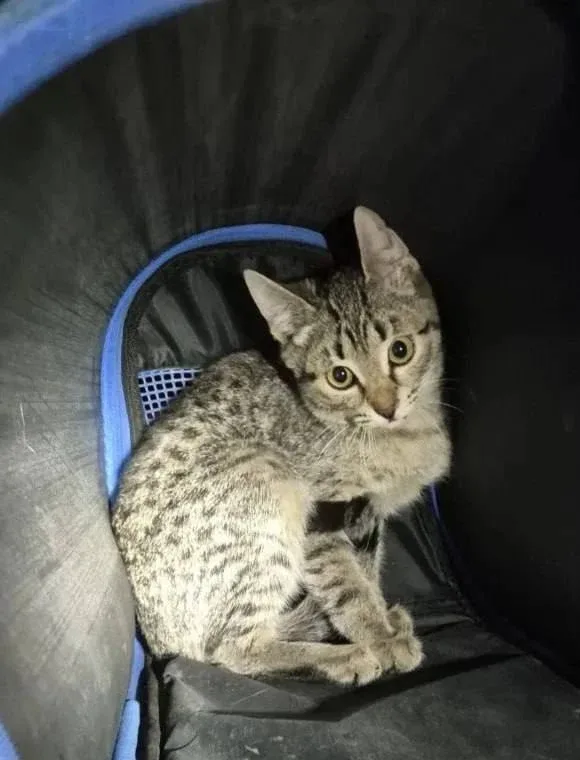 🐾 В Москве спасли кота, застрявшего в подъёмной платформе подъезда.  Жильцы испугались включать меха