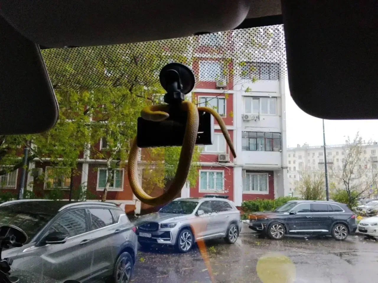 😅 На улице Сергия Радонежского спасли игрушечную змею.  Пенсионерка заметила рептилию на дереве и вы