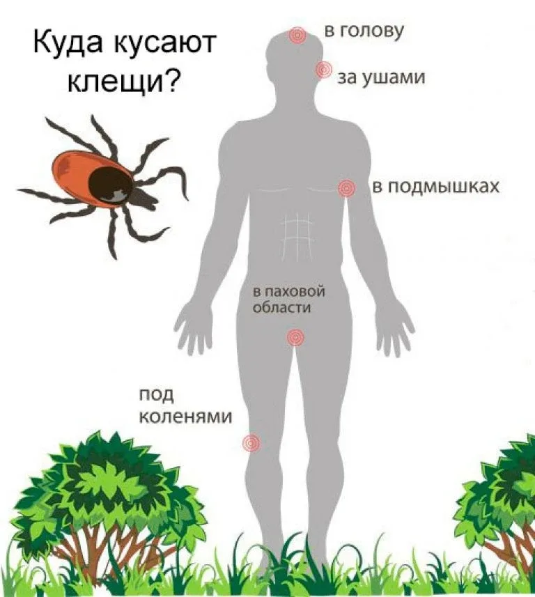 Как атакуют клещи? Зная это, вы можете избежать укуса. Простая памятка на тёплый сезон  Клещи — это 