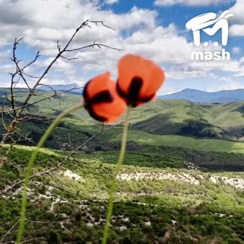 Иногда идти на красный — хорошая идея. На полуострове зацвели маковые поля, и вы ещё успеваете запил