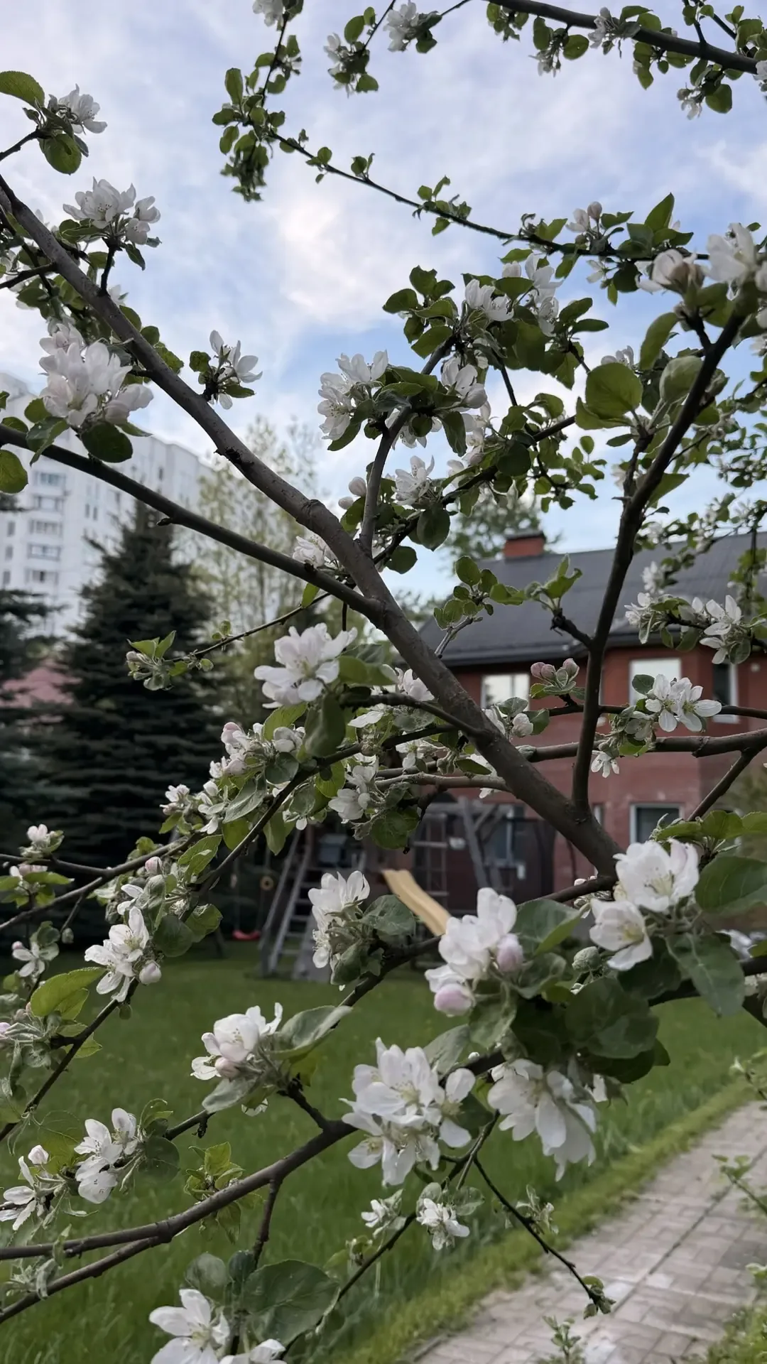 Желаю всем доброго и позитивного дня💞  Яблоков в этом году будет много. Осталось придумать что с ним