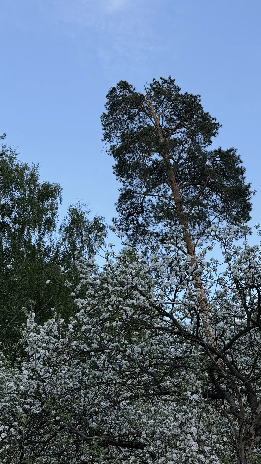 Желаю всем доброго и позитивного дня💞  Яблоков в этом году будет много. Осталось придумать что с ним
