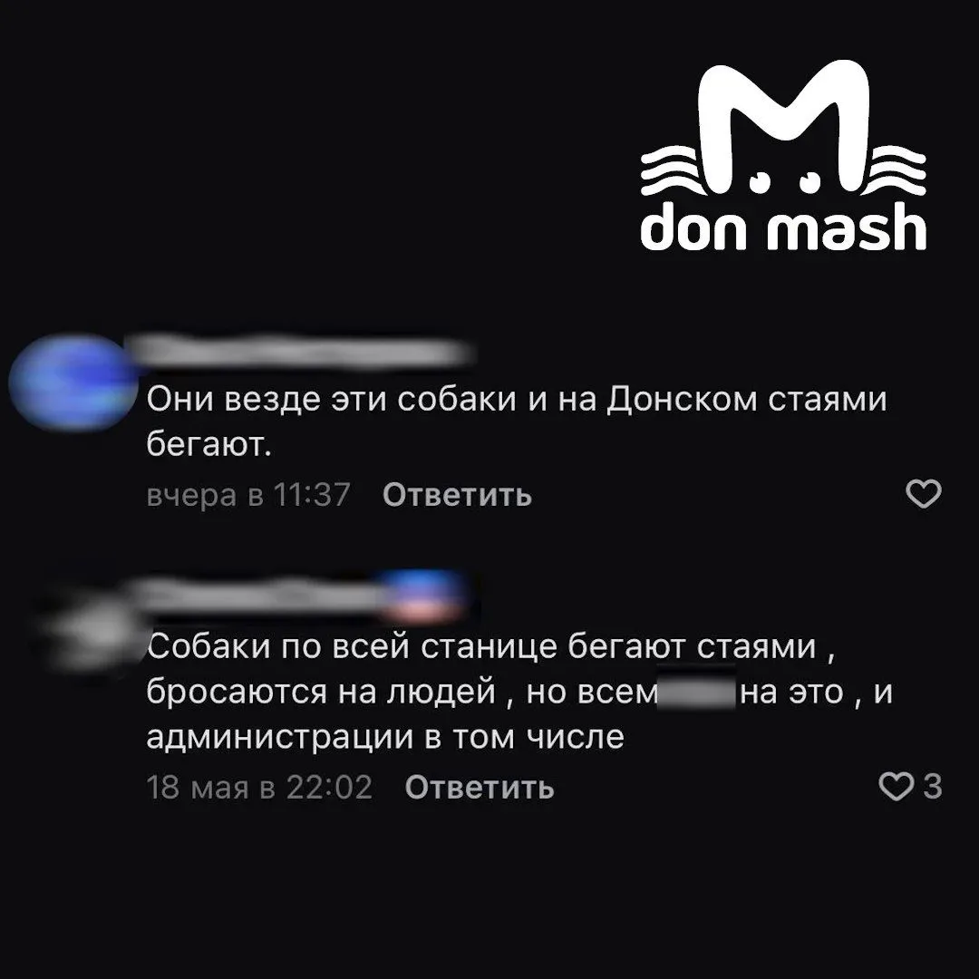 Администрация станицы Кривянской не видит ничего страшного в поведении бездомных собак, которые сбил