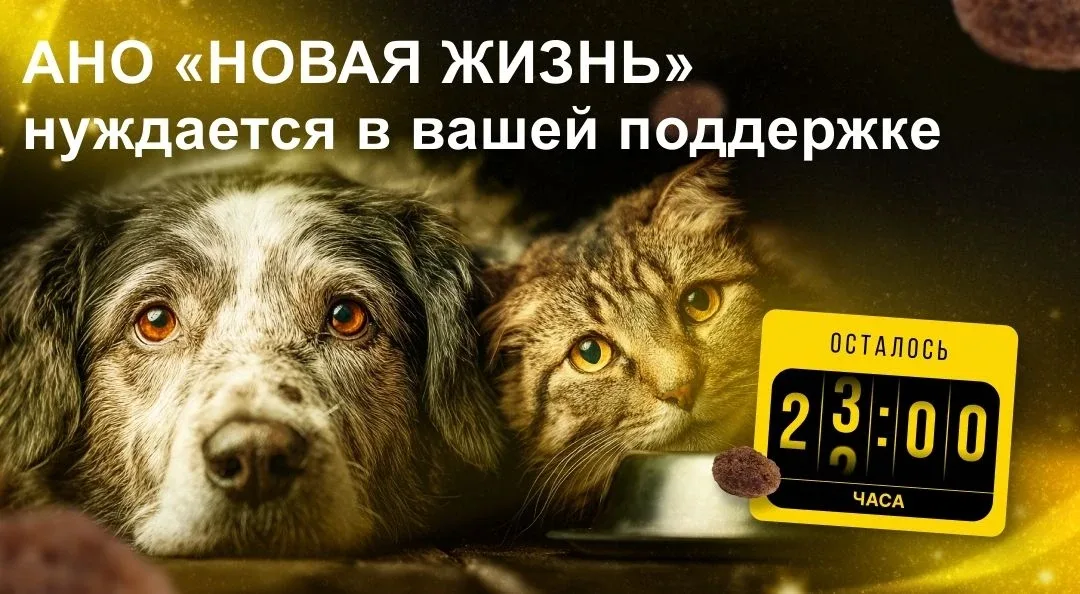 Через 7 часов заканчивается "корзина помощи приюту АНО НОВАЯ ЖИЗНЬ" г.Уфа. команда АНО «Новая жизнь»
