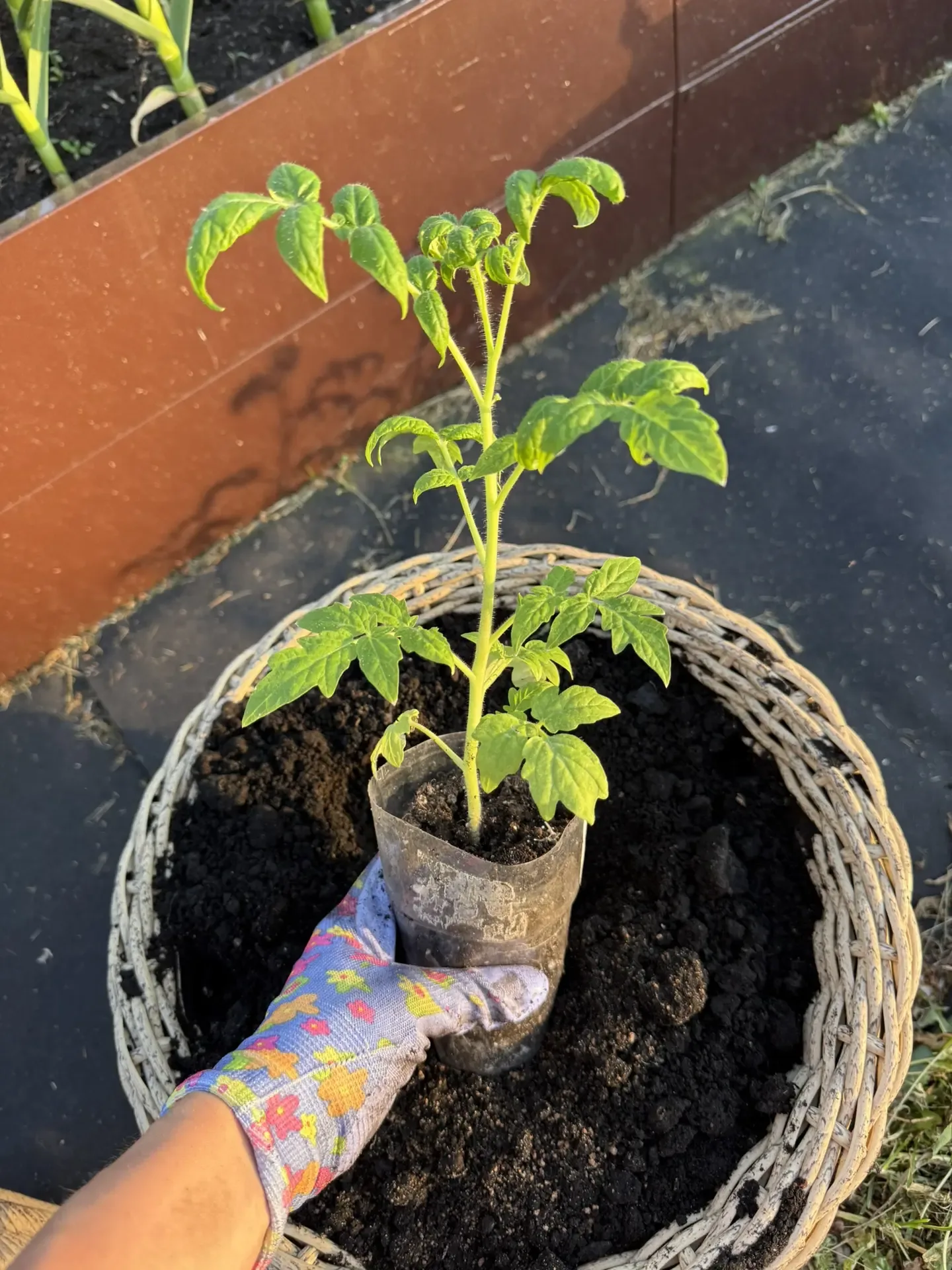 Я усе👏☺️высадила томаты в кашпо , перчик острый и бальзамины🌺🌿