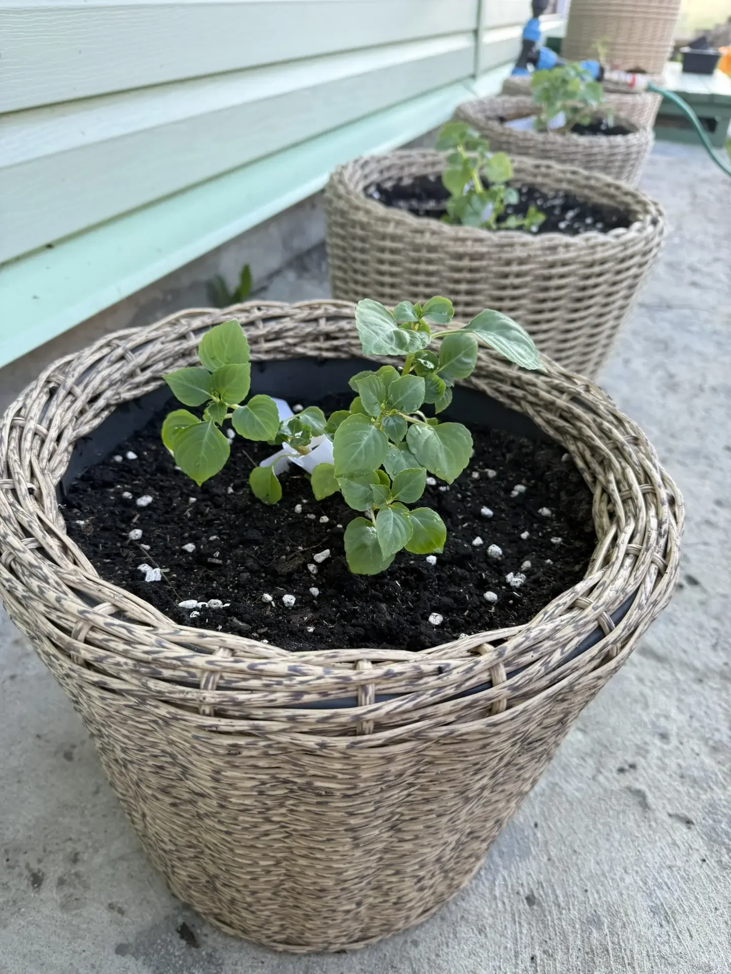 Я усе👏☺️высадила томаты в кашпо , перчик острый и бальзамины🌺🌿